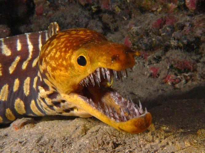 Cá chình Moray