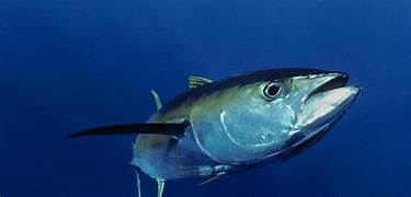 Những loài cá quý hiếm nhất thế giới chúng ta nên tìm hiểu