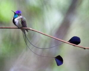 Những loài chim đẹp nhất trong thế giới tự nhiên