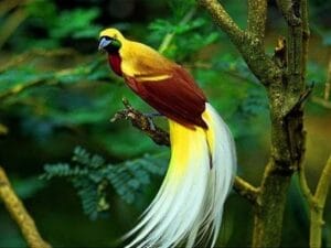 Những loài chim đẹp nhất trong thế giới tự nhiên