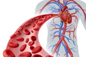 Tĩnh mạch là gì? Những kiến thức về tĩnh mạch bạn cần biết