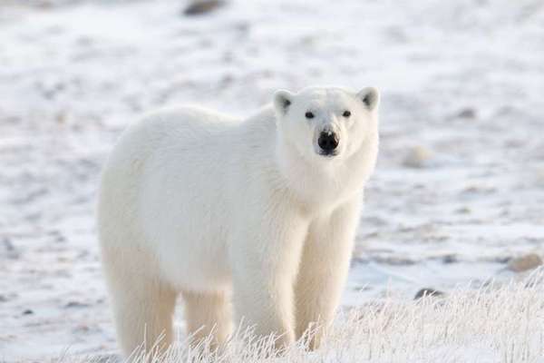 Khám phá bí mật sau bộ lông trắng của gấu bắc cực