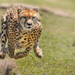 Loài động vật nào sở hữu tốc độ nhanh nhất thế giới