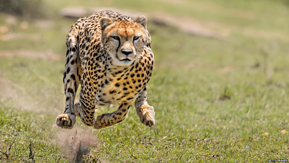 Loài động vật nào sở hữu tốc độ nhanh nhất thế giới