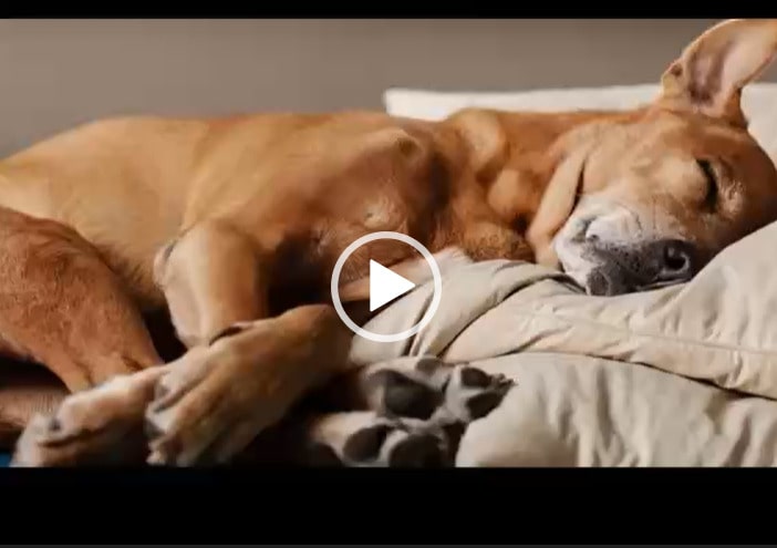 Những tư thế ngủ của loài chó thể hiện điều gì?